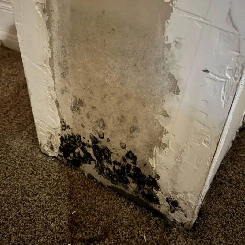 Professional Mold Removal in Perth, NY